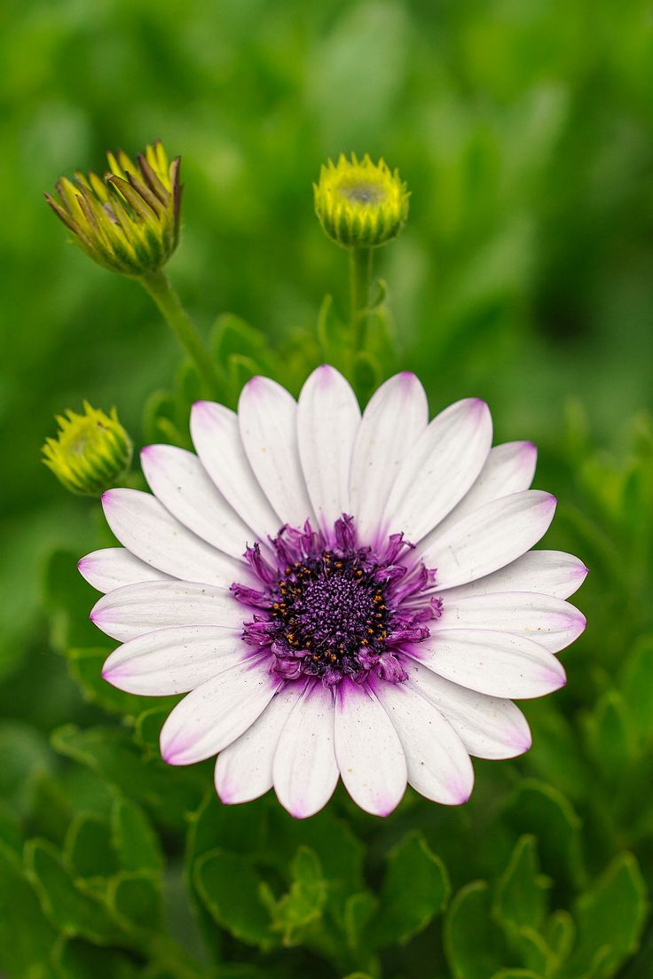 Osteospermum ‘3D Blueberry’ African Daisy 6" Pot