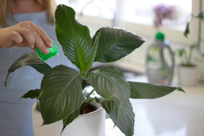 Osmocote Pour and Feed House Plants 500Ml - Use with Houseplants - Results in 7 Days - Easy Pour Measuring Cap - Suitable for All Indoor Plants