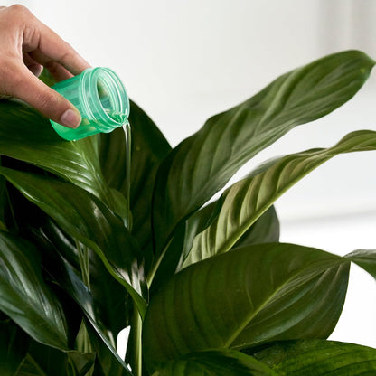 Osmocote Pour and Feed House Plants 500Ml - Use with Houseplants - Results in 7 Days - Easy Pour Measuring Cap - Suitable for All Indoor Plants