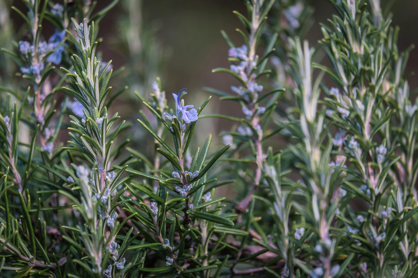 Rosemary 'Blue Lagoon'