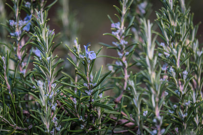 Rosemary 'Blue Lagoon'