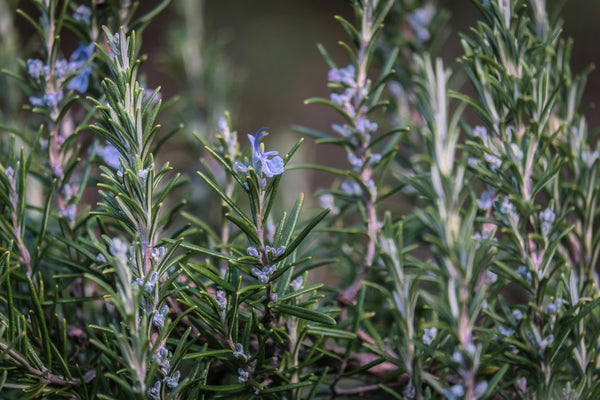 Rosemary 'Blue Lagoon'