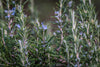 Rosemary 'Blue Lagoon'