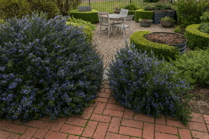 Rosemary 'Blue Lagoon'